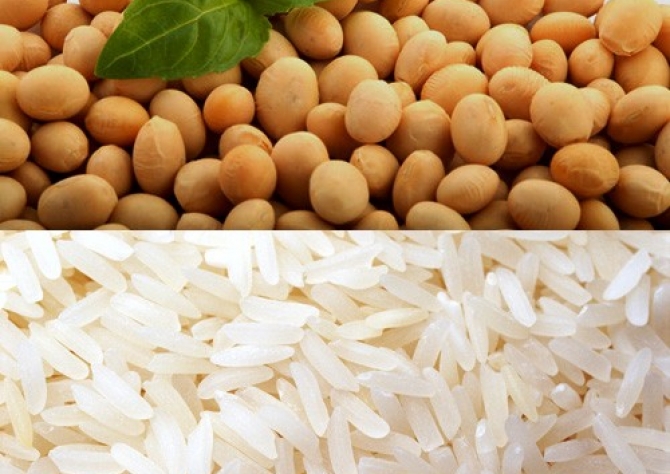 Soja e arroz tem excelente perspectiva de produtividade