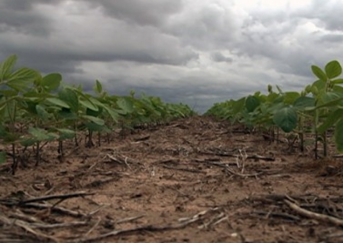 Soja: Preocupações com clima sustentam preços