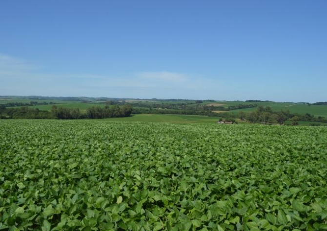 Uruguai plantou 1,1 milhão de hectares de soja em 2016/17, com aumento de produtividade de 56%