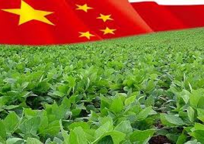 USDA anuncia venda de 132 mil t de soja para a China