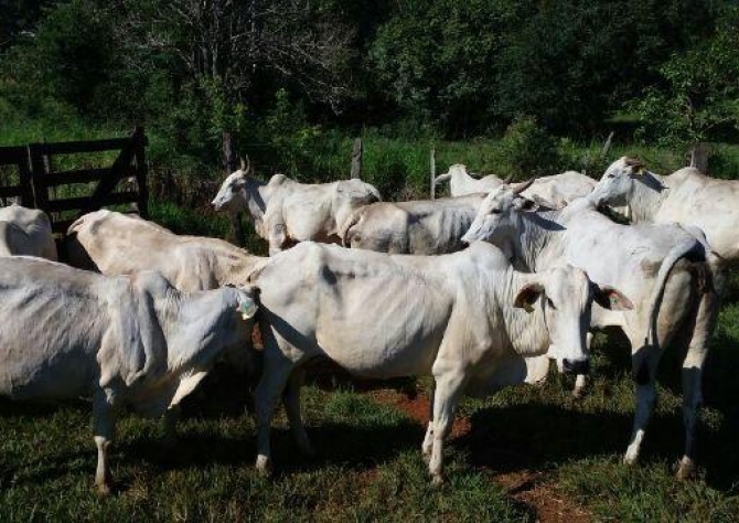 Valor da Produção Agropecuária é de R$ 574,25 bilhões